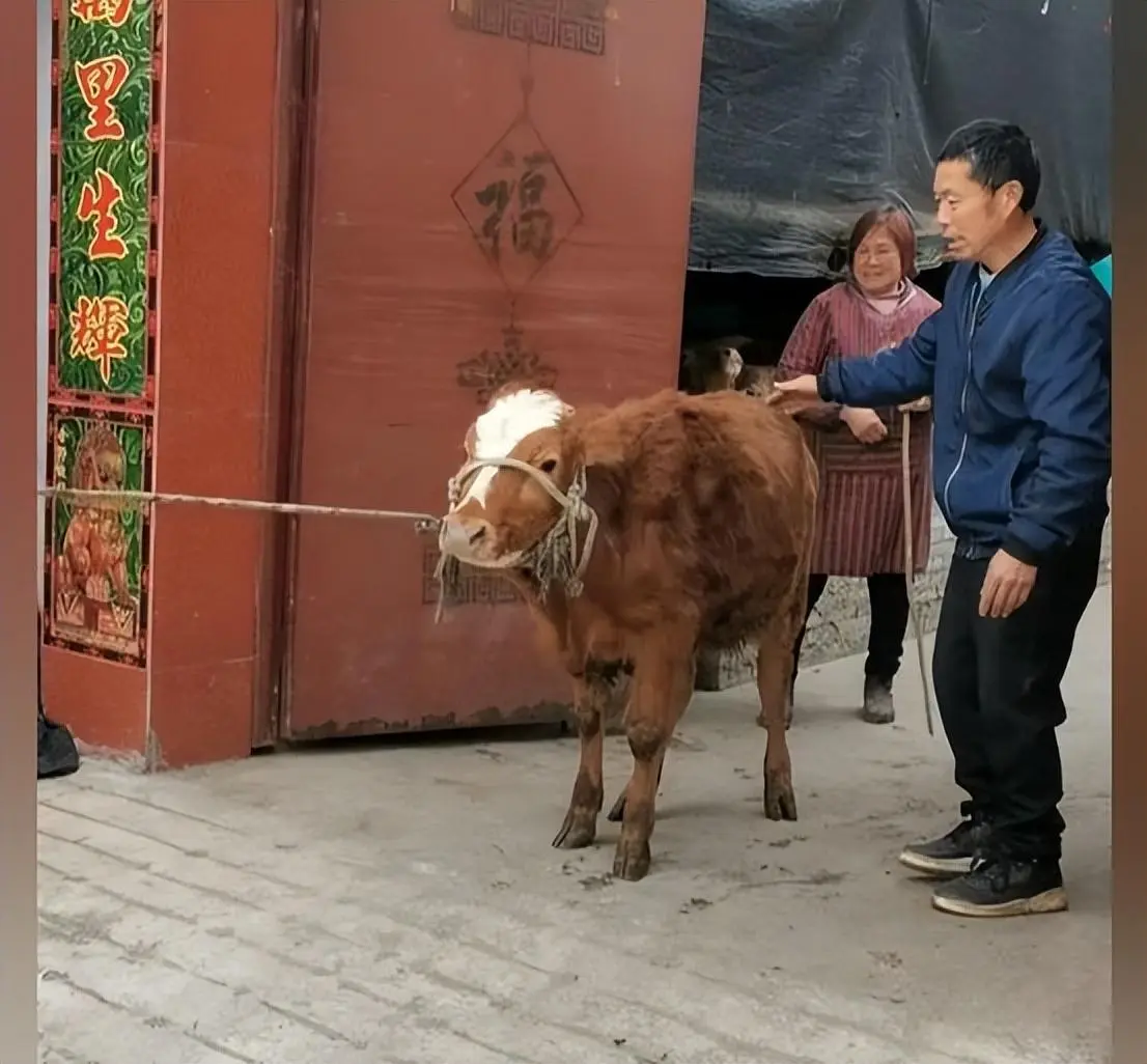 小牛即将被主人卖给牛贩子，牛的反应却让在场的所有人都感到惊讶