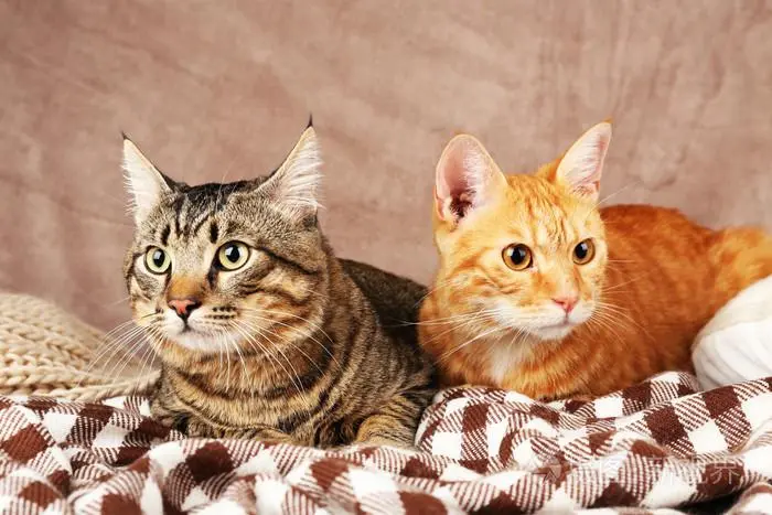 当你看到两只猫在交配时，不要打搅它们！原因你知道吗？