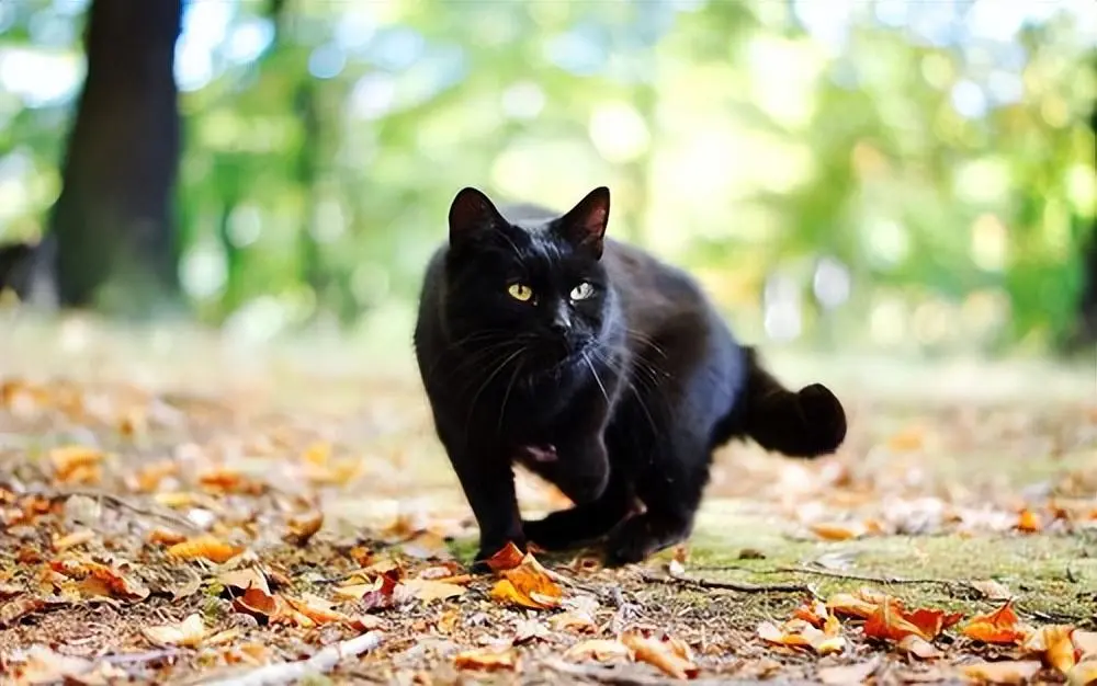 老一辈的人总是说，“黑猫不能养”，这背后到底隐藏着什么秘密？