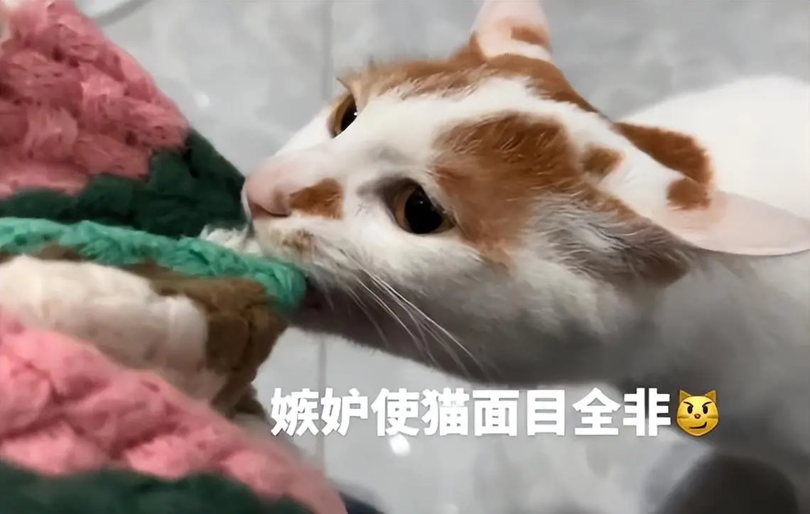 猫咪也有嫉妒心？女子抱了朋友家的猫，回家后发现自家猫咪“犯病”了：嫉妒让猫面目全非