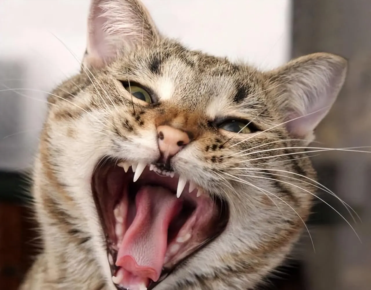 从猫咪的牙齿判断“猫的年龄”，你家猫咪牙齿还健康吗？