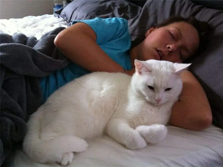 猫咪为什么喜欢睡在你身边呢？是因为你的这些特点！