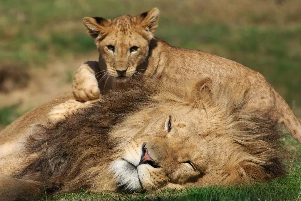幼狮对公狮的睪丸很感兴趣，它狠咬公狮蛋蛋 下秒惨被教训超委屈