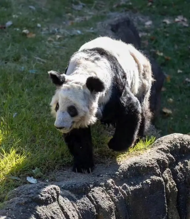 旅美大熊猫丫丫22岁相当于人类80岁，被投喂胡萝卜却不吃，网友看哭
