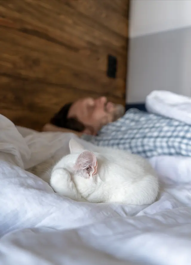 实话告诉你，为什么建议不让猫上床睡！