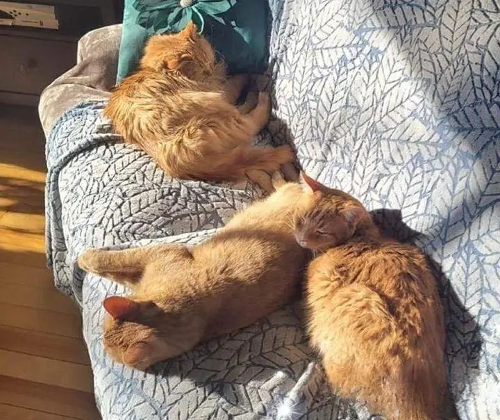 两只流浪猫出现在需要帮助的农场，最终组成了另一个橘猫家庭