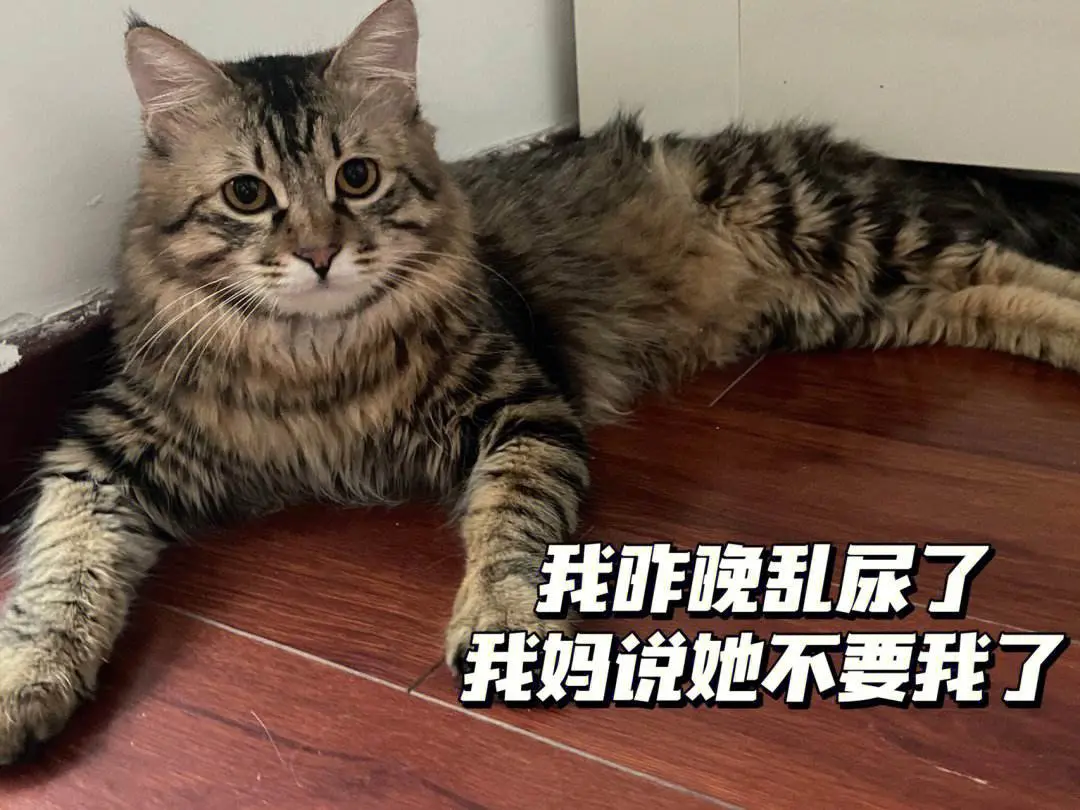 该不该给猫咪绝育？猫咪“戒色”后，变化真的很大！