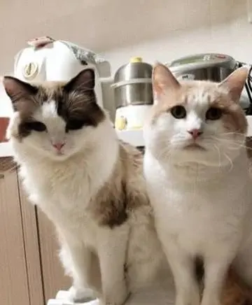 两只猫咪身材差异巨大，同样的也经常吃醋争宠，把主人逗笑趴了