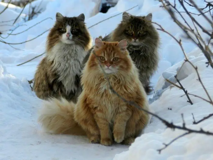 缅因猫、西伯利亚森林猫、挪威森林猫有什么区别？
