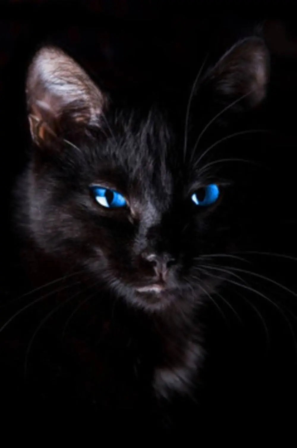 老一辈的人总是说，“黑猫不能养”，这背后到底隐藏着什么秘密？