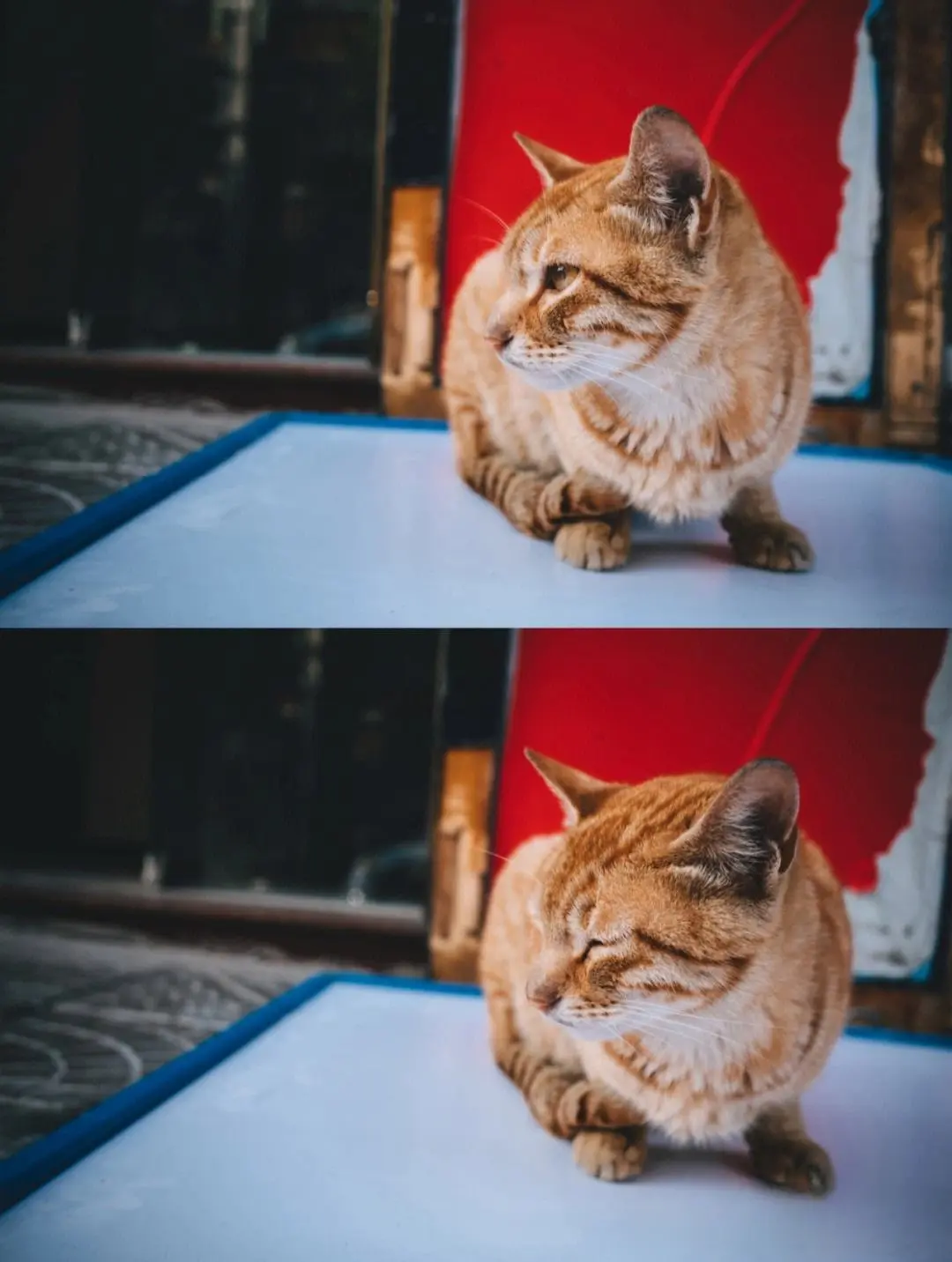 20岁的“冻龄”橘猫：从外表来看，根本察觉不到丝毫老态的特征