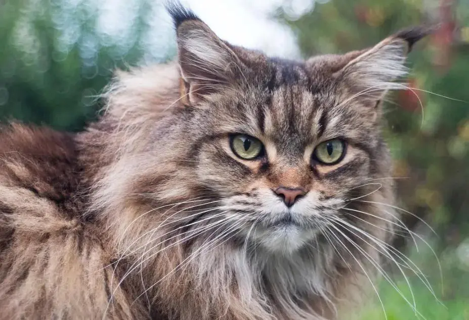 缅因猫、西伯利亚森林猫、挪威森林猫有什么区别？