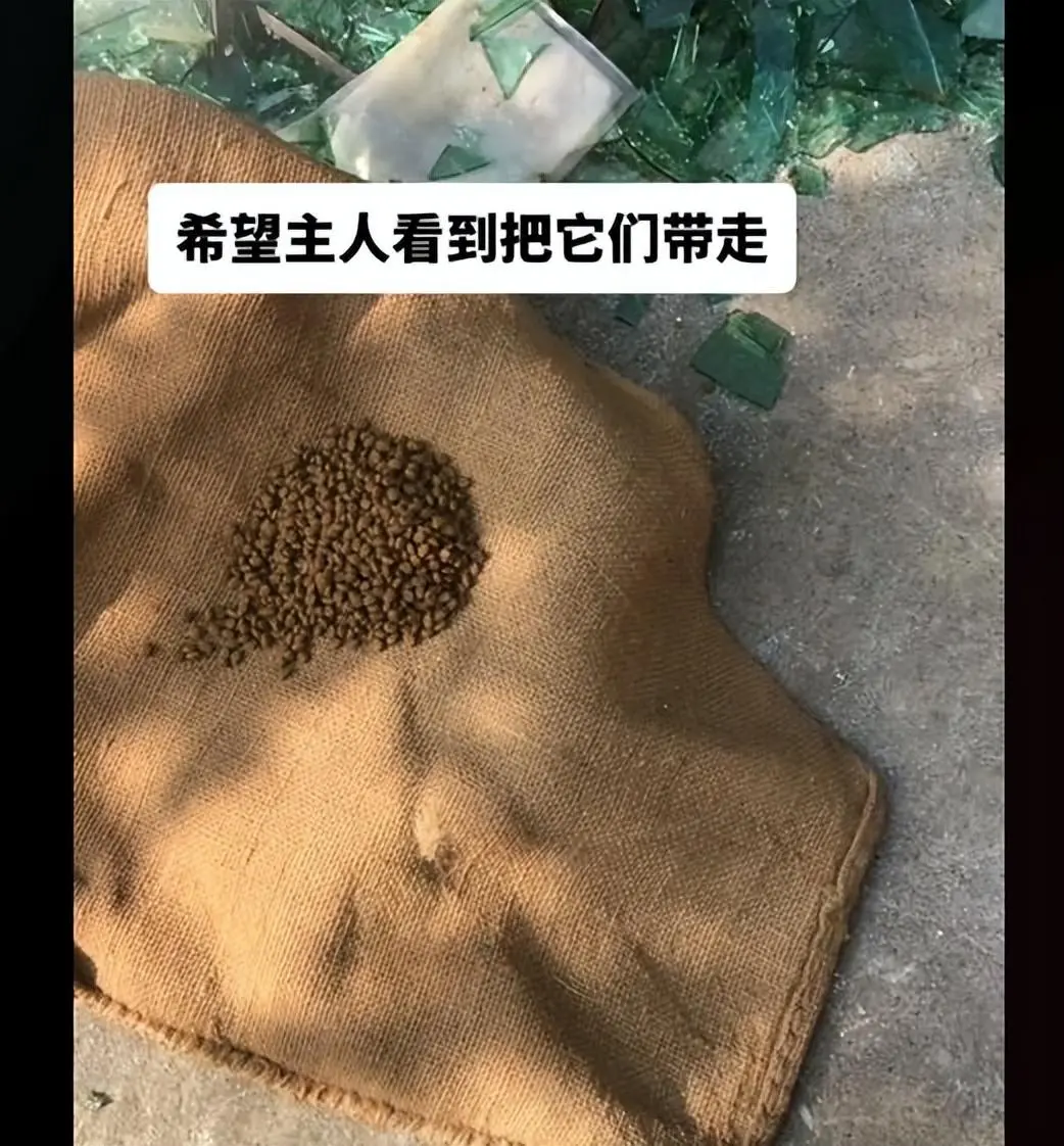 无家可归的爱宠：当村庄拆迁后，这些被遗弃的狗狗们只能留在原地等待，它们的故事感动人心！