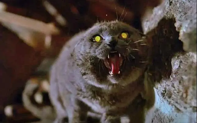 “可爱无害”与“杀人狂猫”：恐怖文学中的复仇之猫