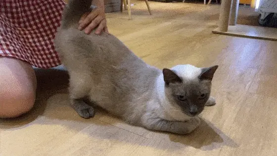 你家猫咪会做出翘屁股的姿势吗？你觉得它是在干嘛呢？
