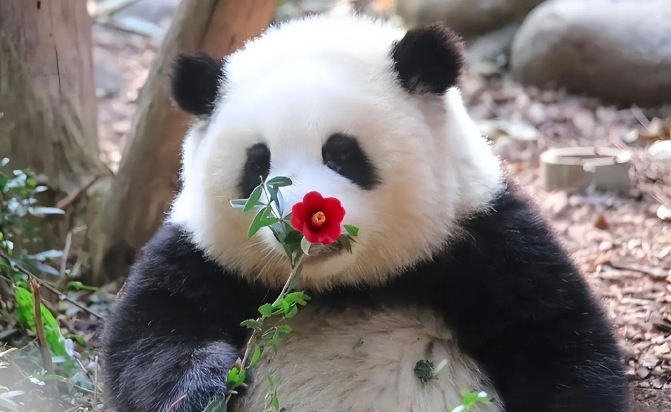 游客拍到大熊猫花花攀爬树梢，网友赞叹：谭爷爷教导有方，功不可没！