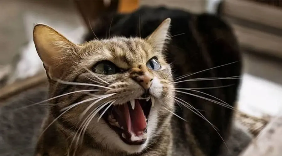 猫咪交配的时候，都会听到母猫的惨叫声，为什么会这样呢？