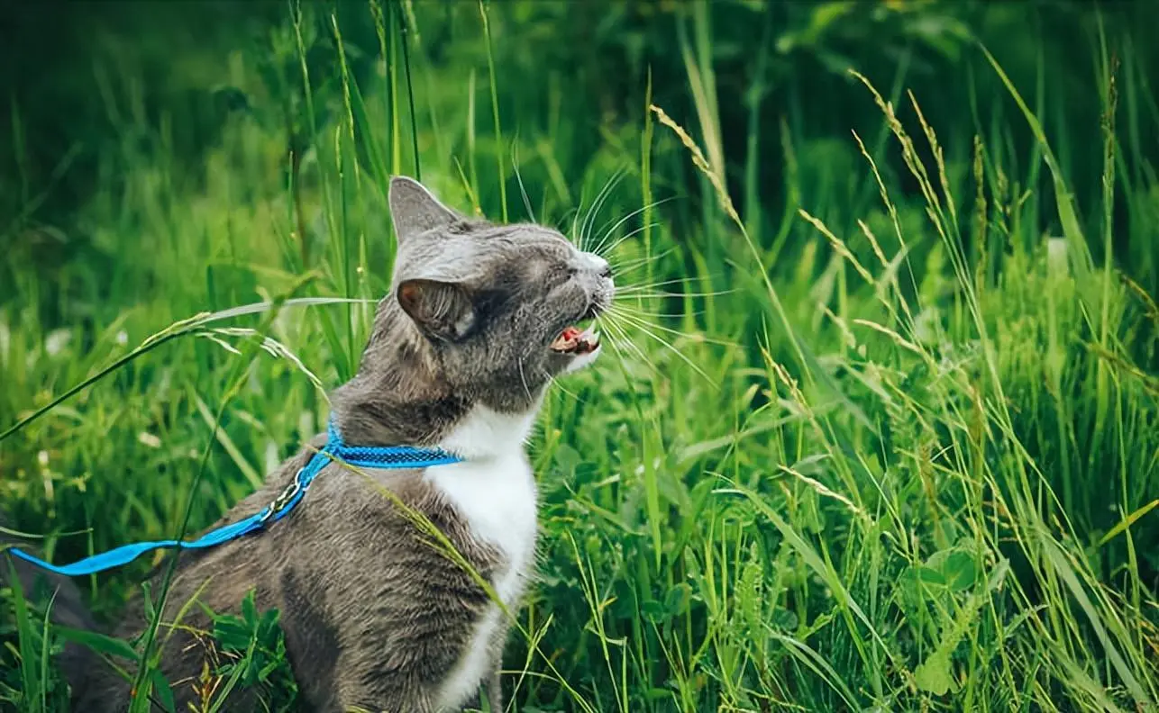 养猫，首选“公猫”，尤其是新手