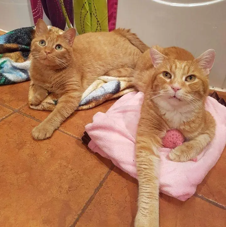 两只流浪猫出现在需要帮助的农场，最终组成了另一个橘猫家庭