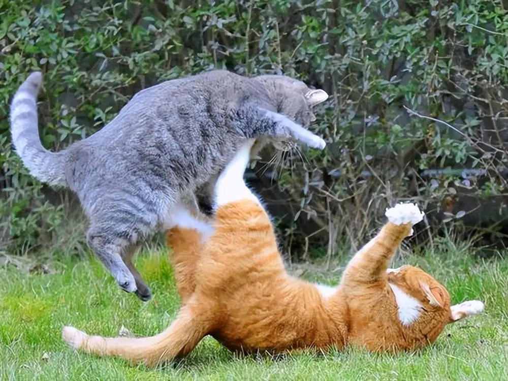 当你看到两只猫在交配时，不要打搅它们！原因你知道吗？