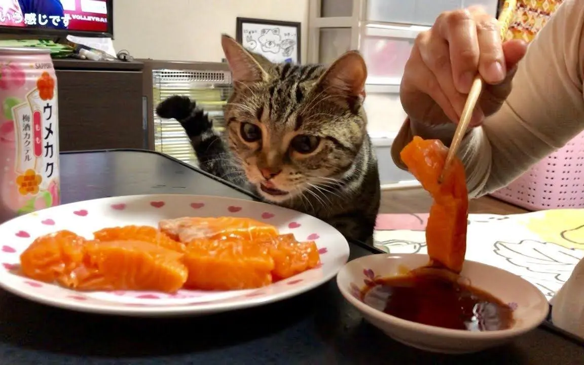 猫咪除了吃猫粮，还可以吃这6种“人食”，健康又不贵