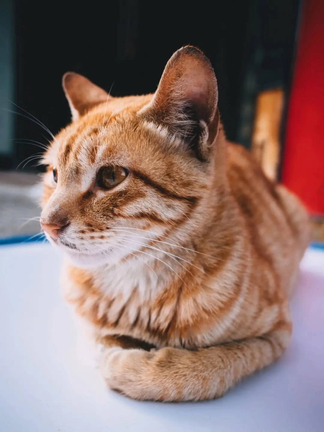20岁的“冻龄”橘猫：从外表来看，根本察觉不到丝毫老态的特征