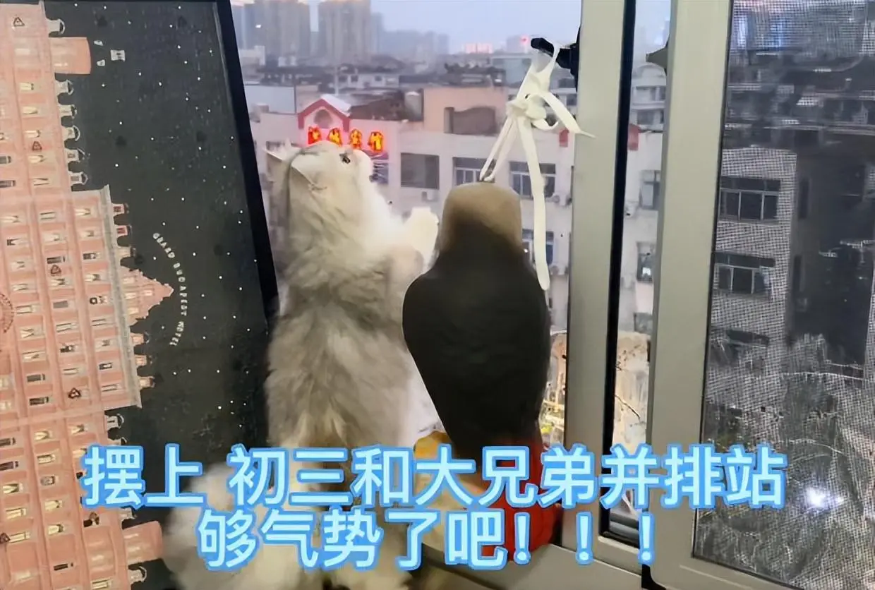 猫咪和鸟吵架，窗户上全是鸟屎，男子崩溃：千万别惹到外面的鸟了