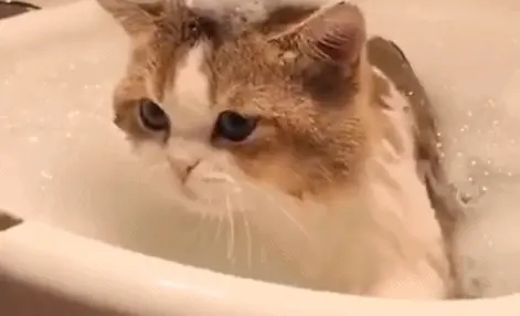 这几种猫，公认“无体味”，很久不洗澡也不臭！！！