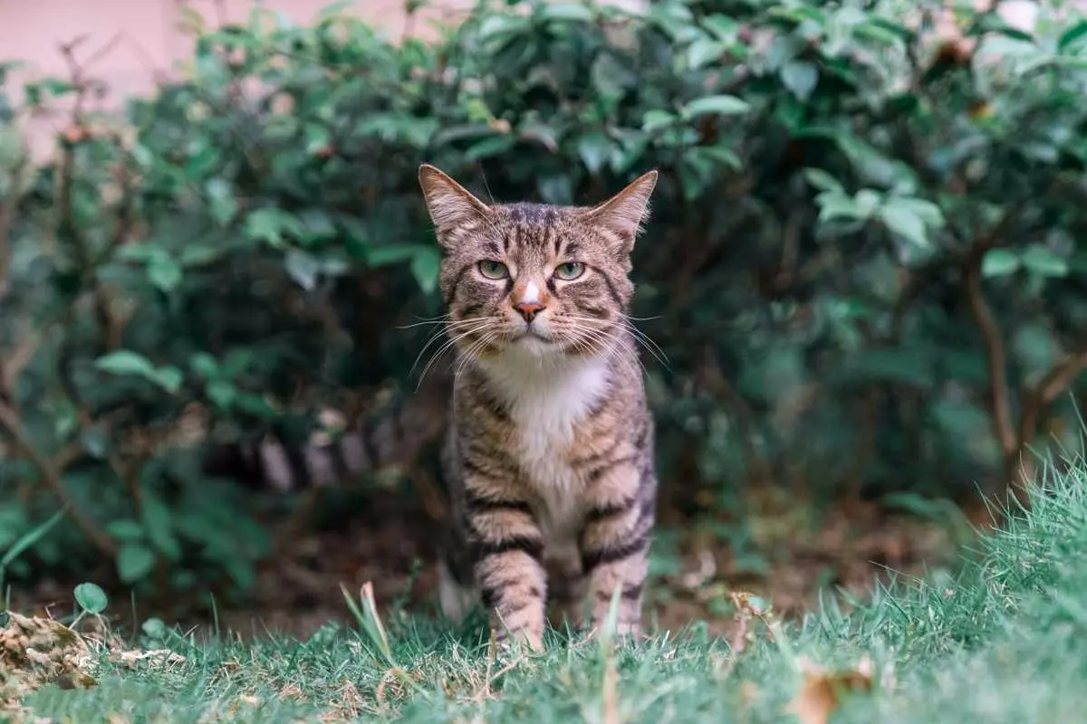 中国“禁养”的3种猫，如果你在户外见到，一定要避开