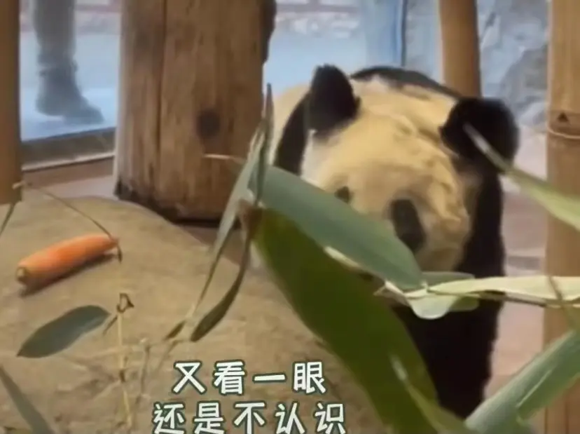 旅美大熊猫丫丫22岁相当于人类80岁，被投喂胡萝卜却不吃，网友看哭
