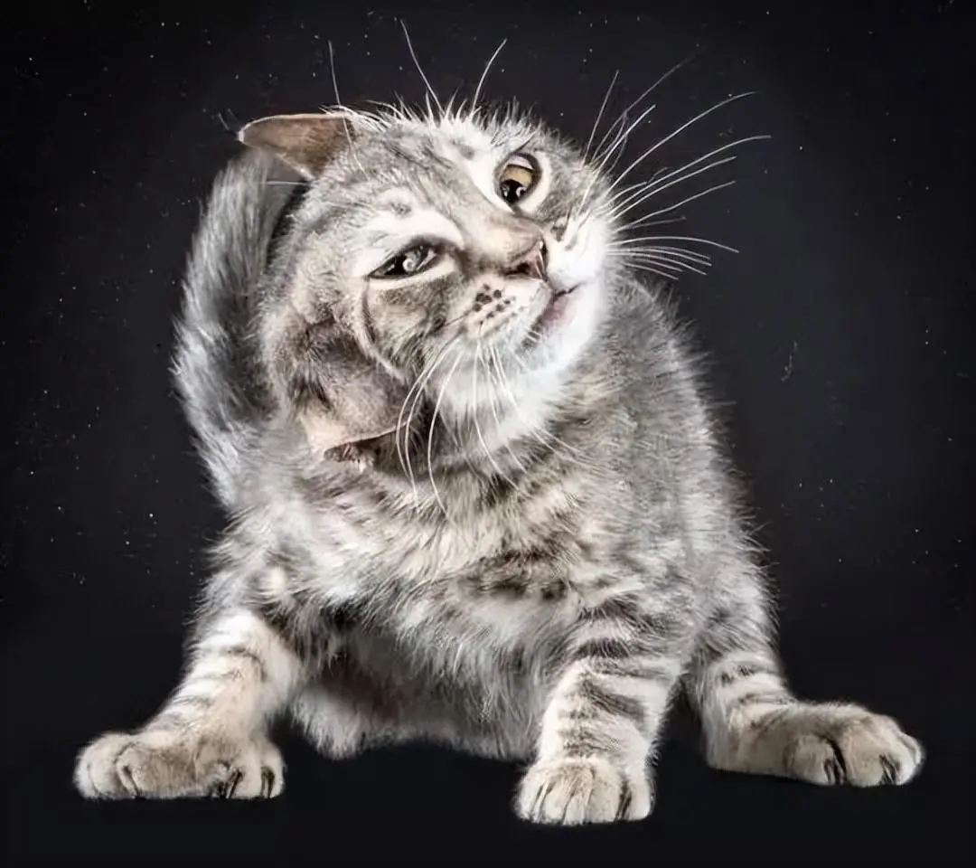 猫咪“抖毛”是什么意思？为什么猫咪要这样做呢？