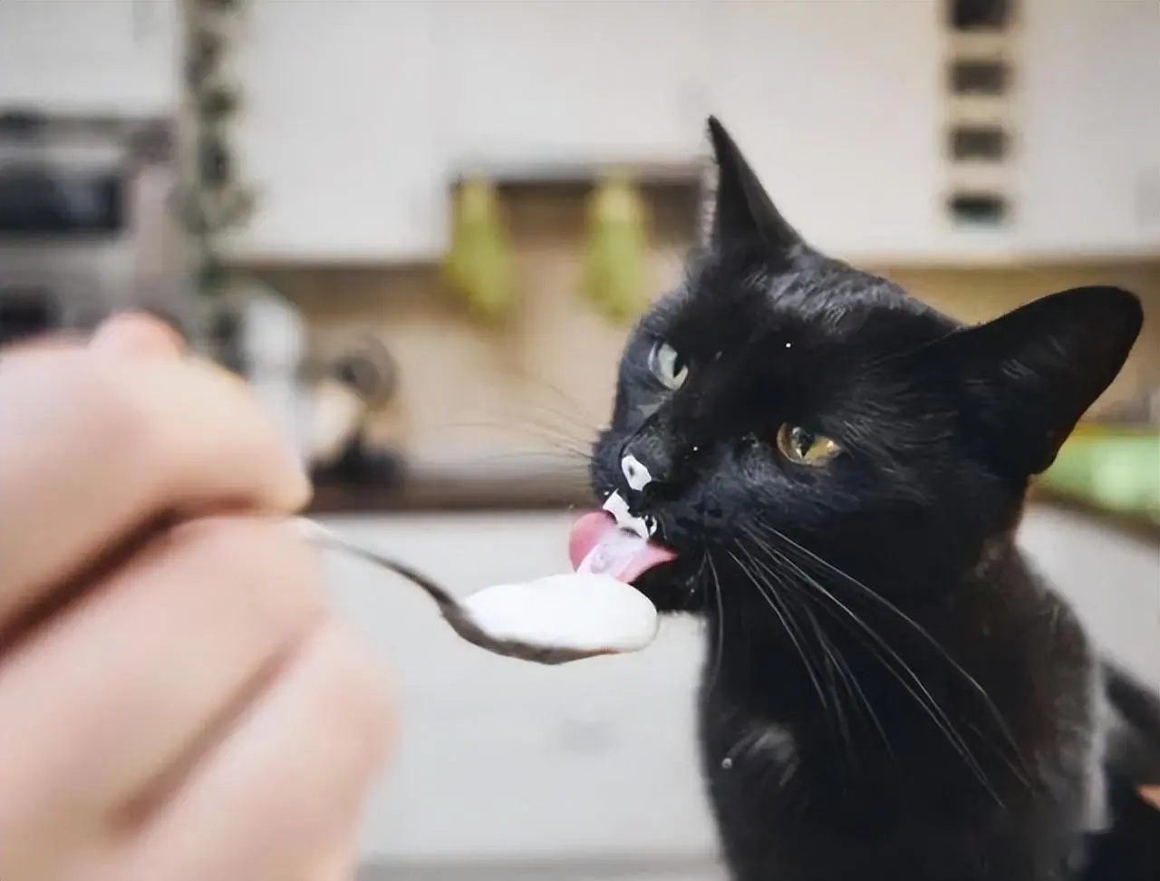 猫咪“能吃”的6种食物和“不能吃”的5种食物，快快收藏起来！
