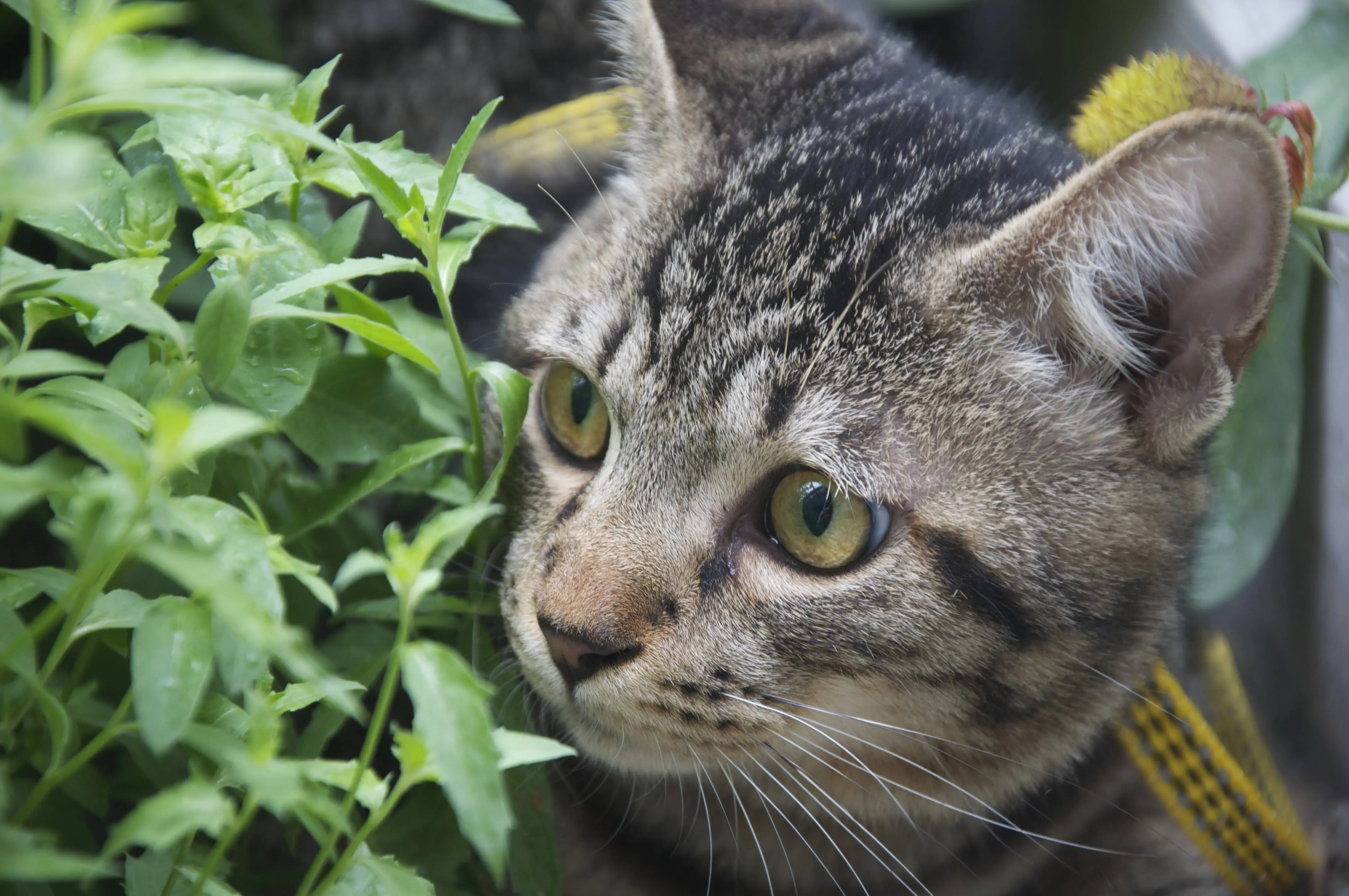 为什么 “狸花猫”弃养率这么高？都是因为这几点