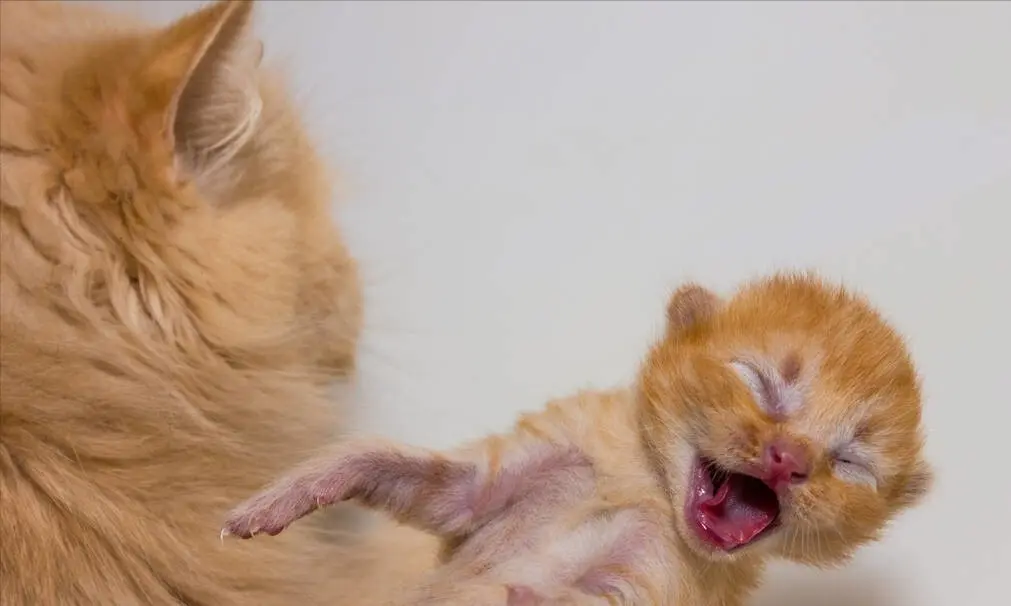 为什么母猫会吃掉自己的幼崽？让初见的人大为震惊