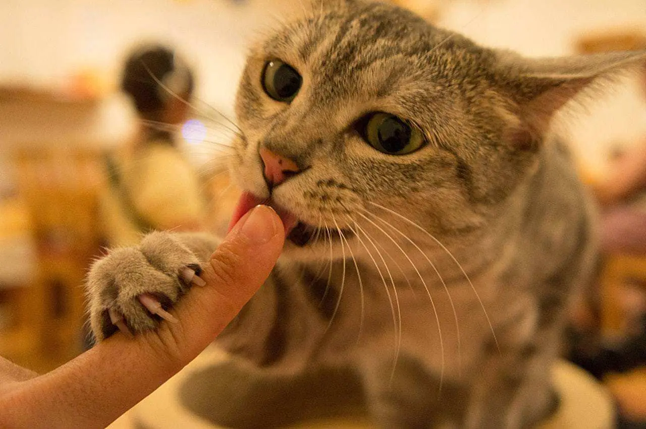 当猫咪“舔舐”你时，在它心里，怎么想的呢？
