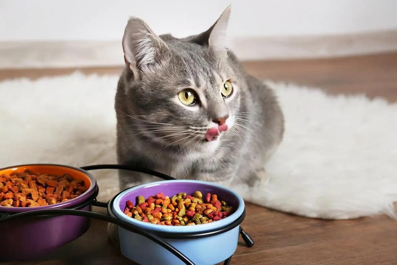 提醒：这几种食物对猫咪来说是“人间美味”，你喂了吗？