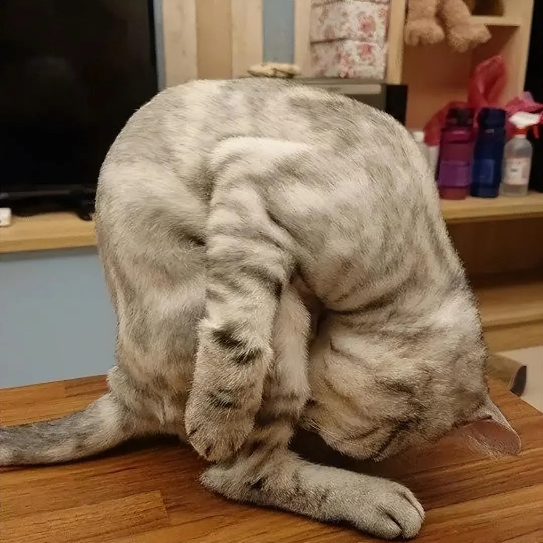 你家猫咪会做出翘屁股的姿势吗？你觉得它是在干嘛呢？