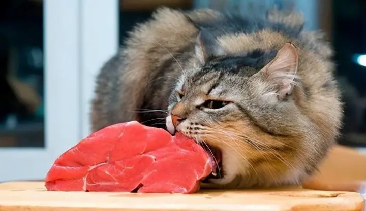 猫咪除了吃猫粮，还可以吃这6种“人食”，健康又不贵