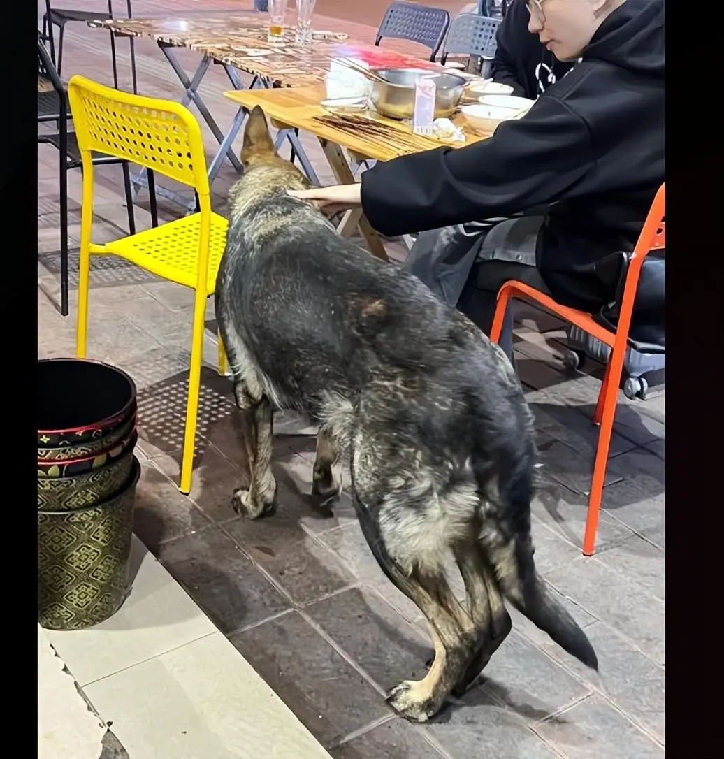 串串店里来了1只独眼狗，食客对狗狗的态度太有爱