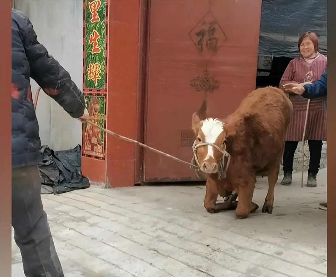 小牛即将被主人卖给牛贩子，牛的反应却让在场的所有人都感到惊讶