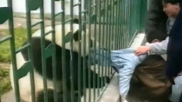唐山一游客翻进园内逗大熊猫：真不知道大熊猫有多厉害！