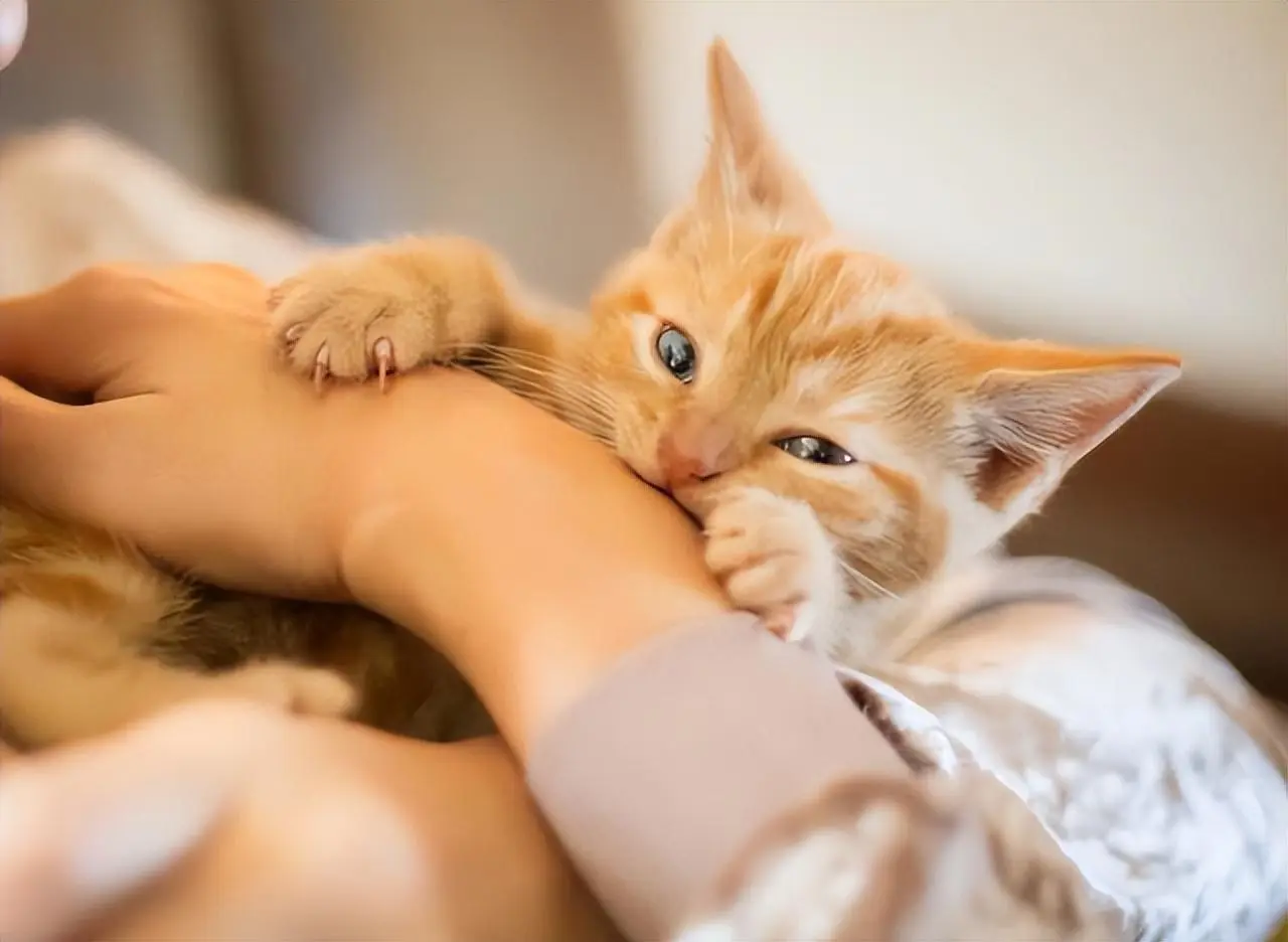 你知道为什么猫咪会咬你手吗？无非是这几个原因