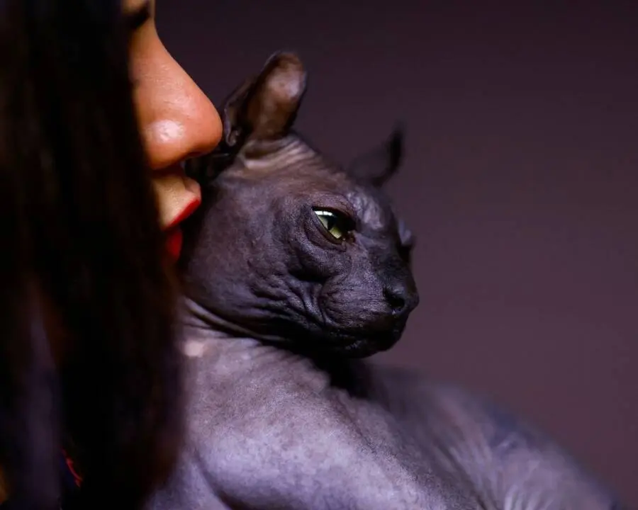 警方从墨西哥监狱救出一只浑身是帮派纹身的斯芬克斯猫