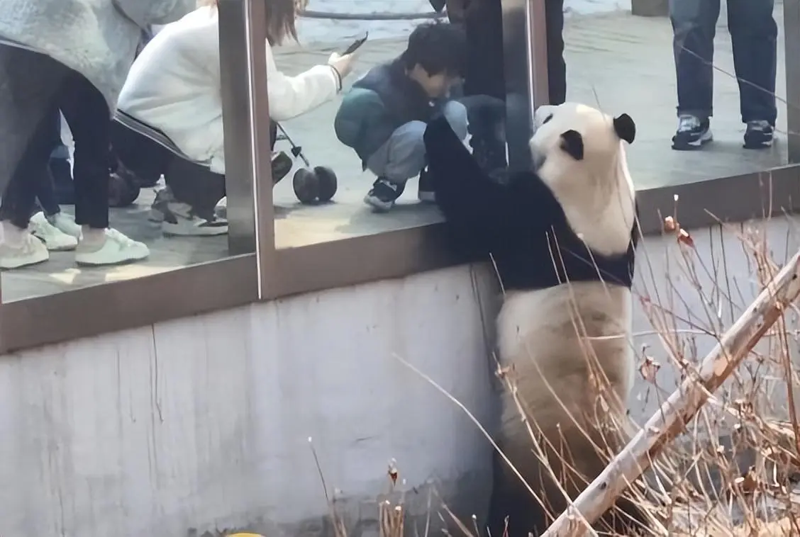 女子去动物园看熊猫，熊猫热情跟小朋友打招呼让人羡慕不已