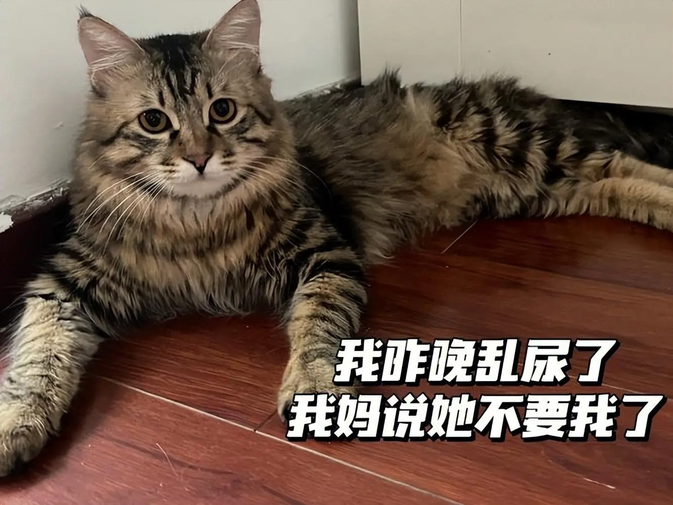 猫咪刚来到新家，在“熟悉”的过程中，想对主人说这8句话！