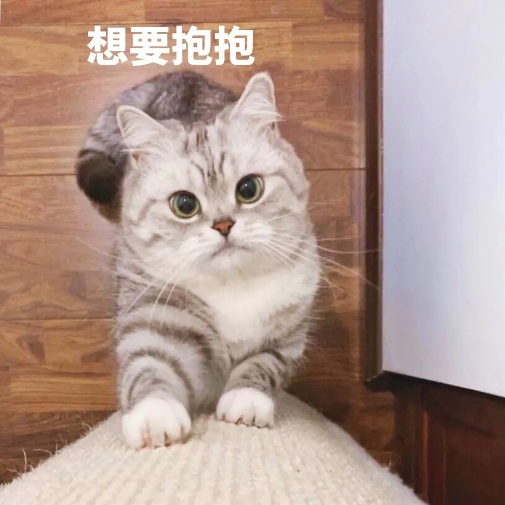 猫咪刚来到新家，在“熟悉”的过程中，想对主人说这8句话！