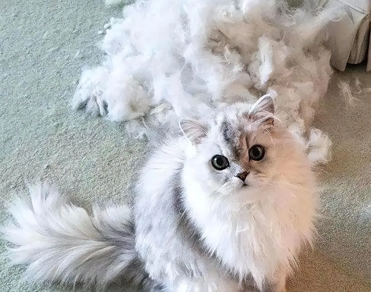 猫咪“抖毛”是什么意思？为什么猫咪要这样做呢？
