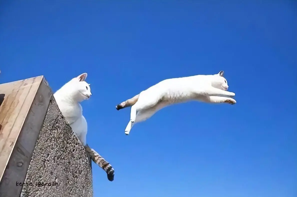 猫咪为什么喜欢在“高处”？你家猫喜欢待在高处吗？