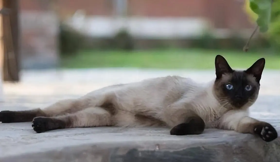 如果你想养暹罗猫的话，劝你不要养公的，有这些原因