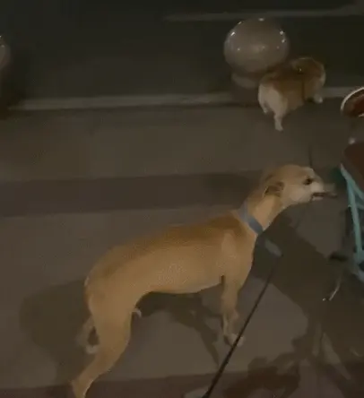 小伙想带流浪狗回家，它却反过来咬自家狗的绳子，原因让人泪目